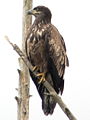 Thumbnail for version as of 05:03, 12 October 2007