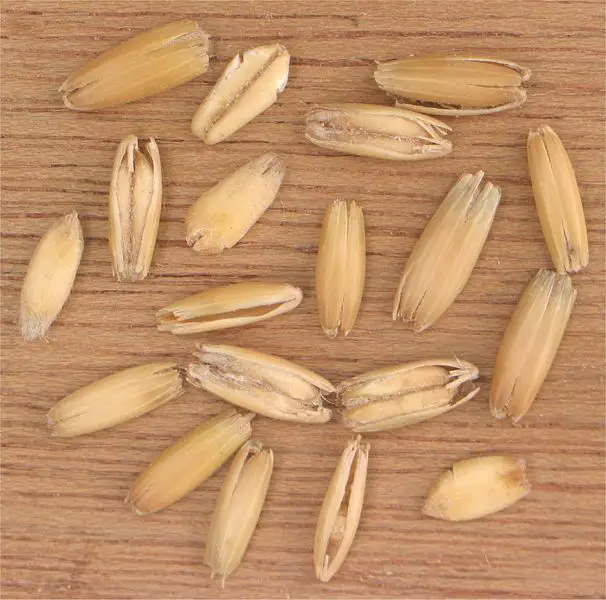 File:Haverkorrels Avena sativa.jpg