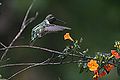 Thumbnail for version as of 16:20, 7 August 2007