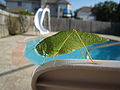 Thumbnail for version as of 18:11, 10 November 2008