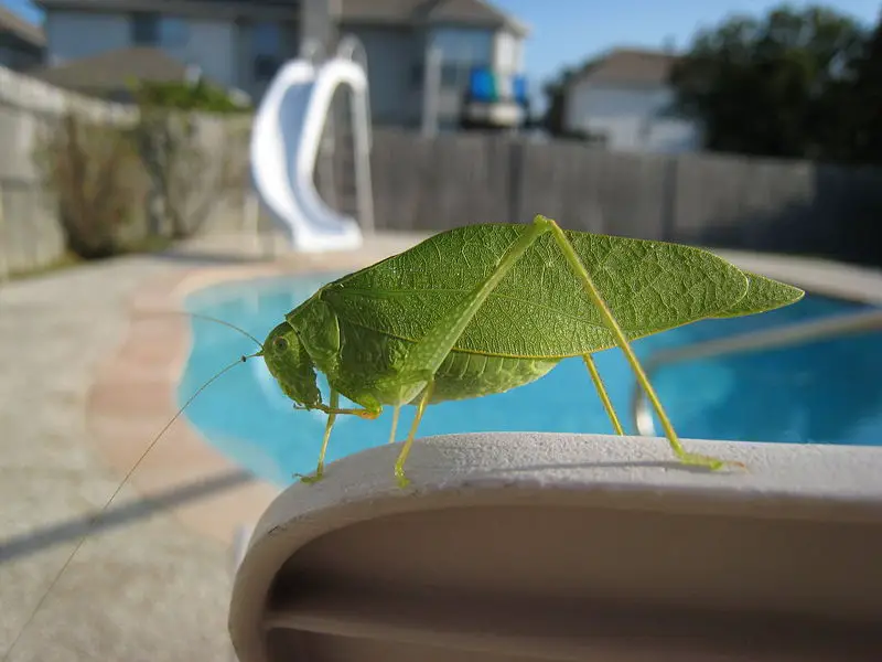 File:Katydid tx.jpg