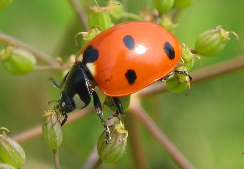 File:Lady-beetle-close-up.jpg
