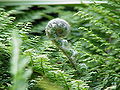 Thumbnail for version as of 21:16, 2 May 2006