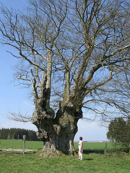 File:Bonnerue AR1aJPG.jpg
