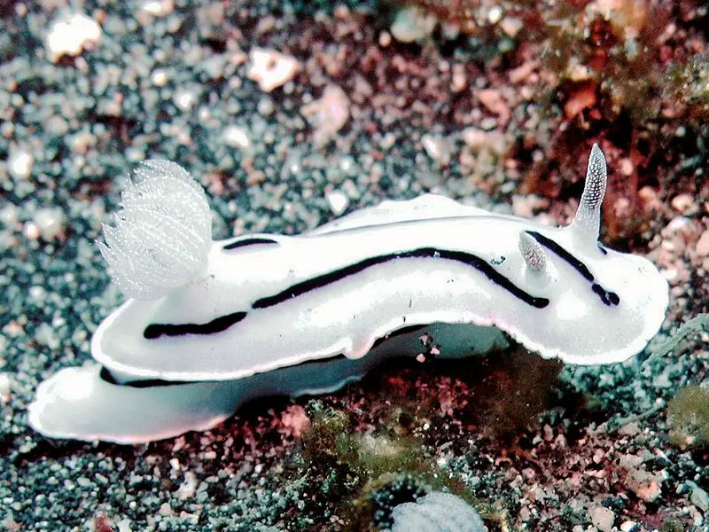 File:Chromodoris willani Lembeh.JPG