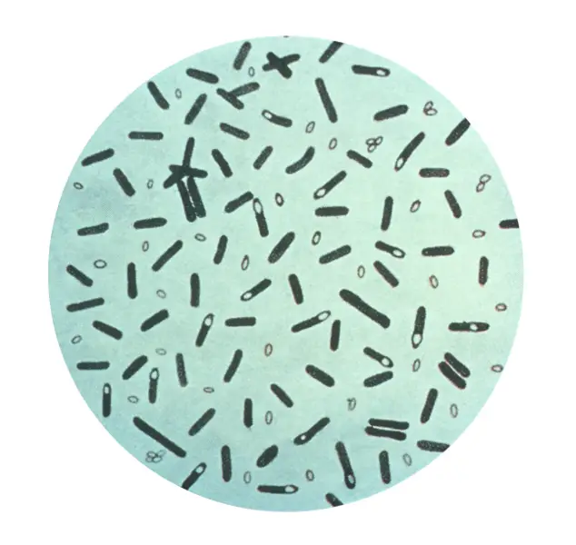 File:Clostridium botulinum 01.png