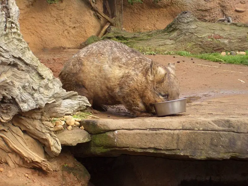 File:Eatingwombat.JPG