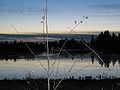 Thumbnail for version as of 03:51, 8 February 2009