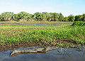 Thumbnail for version as of 05:41, 23 August 2008