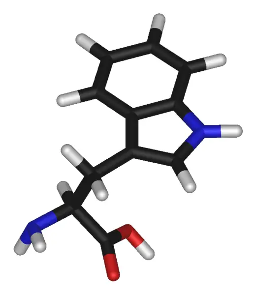 File:L-tryptophan-3D-sticks.png