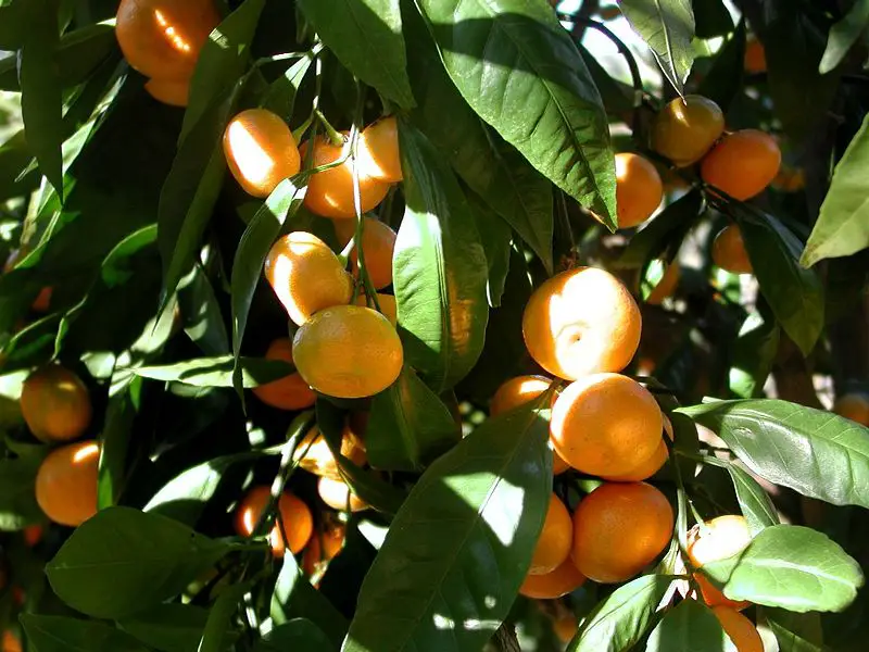 File:Mandarin tree closeup.JPG