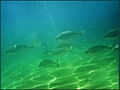 Thumbnail for version as of 02:00, 15 June 2008