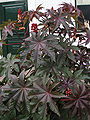 Thumbnail for version as of 03:11, 17 December 2008