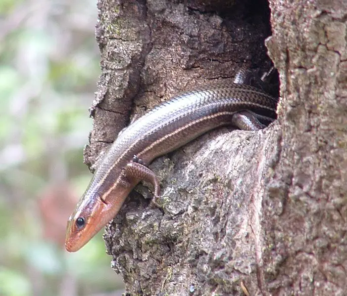 File:Skink.jpg
