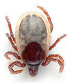 Thumbnail for version as of 19:45, 18 October 2007