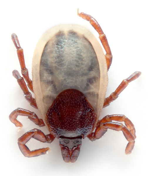 File:Tick 2 (aka).jpg