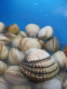 Shellfish - New World Encyclopedia