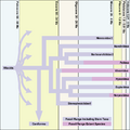 Thumbnail for version as of 01:10, 7 September 2008