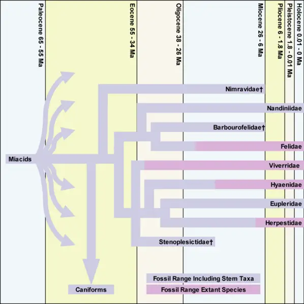 File:Feliform-Timeline v01-1.png
