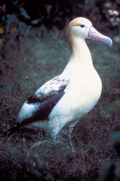 File:Short tailed albatross.jpeg