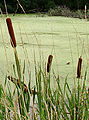 Thumbnail for version as of 02:44, 17 December 2007