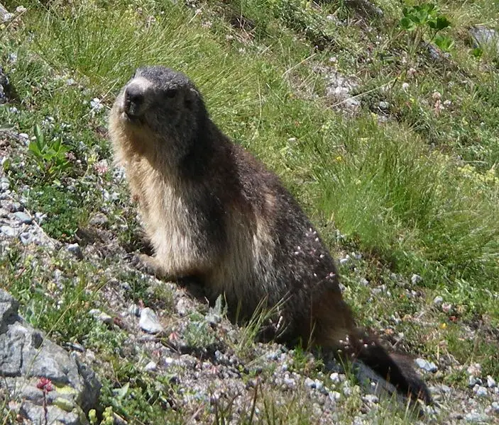 File:Alpine Marmot.jpg