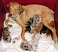 Thumbnail for version as of 02:35, 17 July 2007