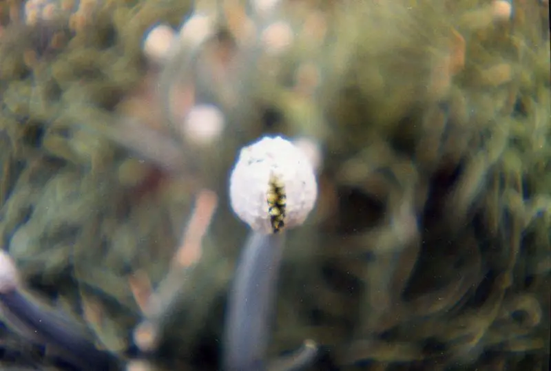 File:Flowers around Seoul 8.jpg