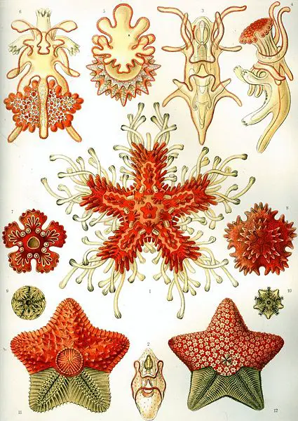 File:Haeckel Asteridea.jpg