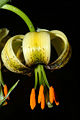 Thumbnail for version as of 02:50, 10 December 2007
