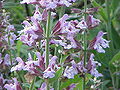 Thumbnail for version as of 15:41, 20 August 2007
