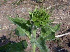 Sunflower - New World Encyclopedia
