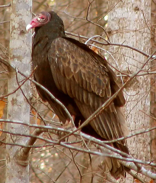 File:Turkey vulture profile.jpg