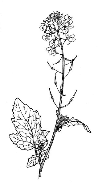 File:WhiteMustard.jpg