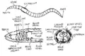Thumbnail for version as of 15:26, 10 July 2006
