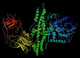 Botulinum toxin - New World Encyclopedia