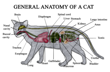 Diagram of the general anatomy of a male cat.