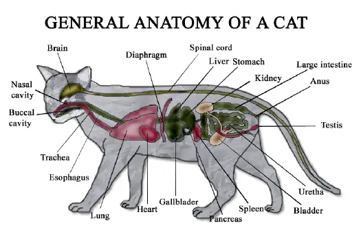 Cat - New World Encyclopedia