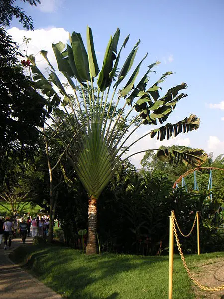 File:Colpfl39.jpg