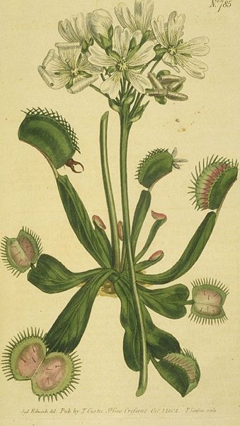 File:Drawing of Venus Flytrap.jpg