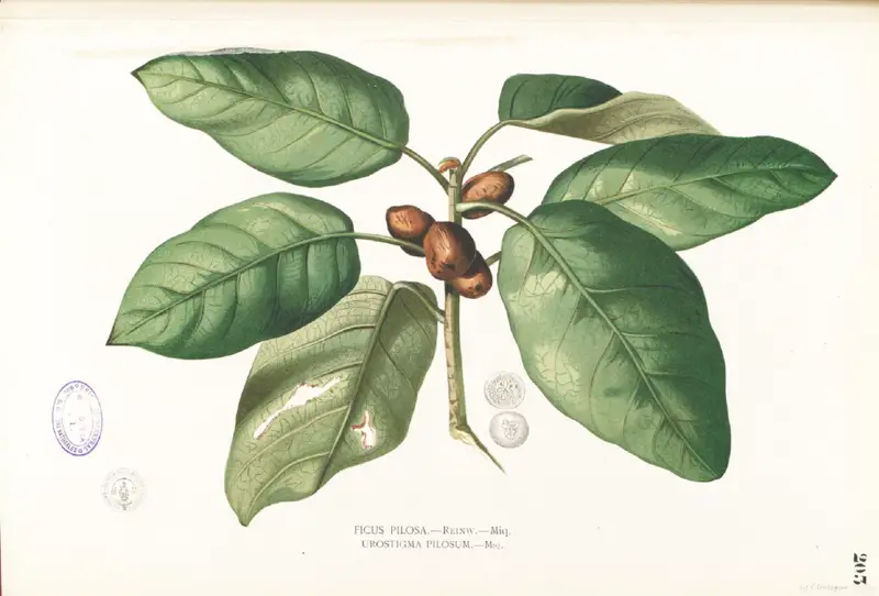File:Ficus pumila Blanco1.203.png