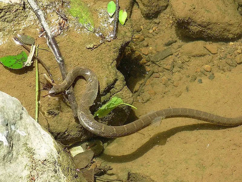 File:Nerodia sipedon shedding.JPG