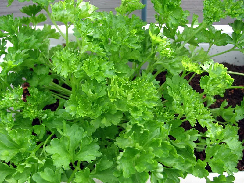 File:Parsley2.jpg