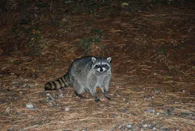 Raccoon - New World Encyclopedia