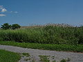 Thumbnail for version as of 23:00, 27 May 2007