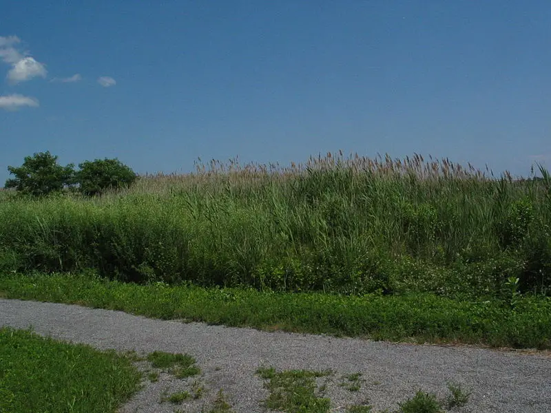 File:SaltMarsh-Weed.JPG