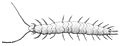 Thumbnail for version as of 23:10, 14 January 2009