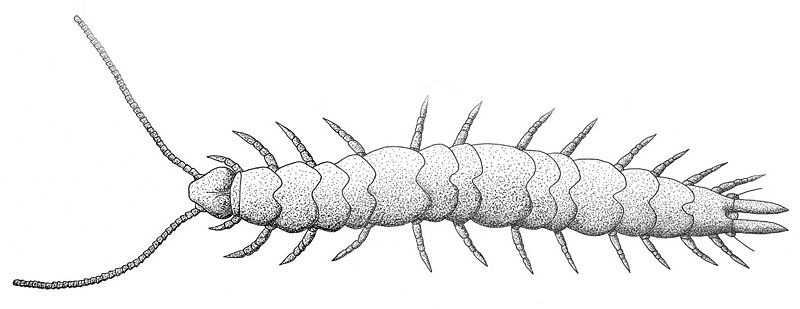 File:Scutigerella immaculata male.jpg