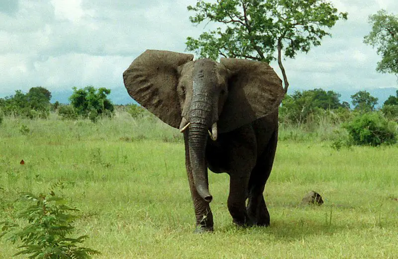 File:African Bush Elephant Mikumi.jpg