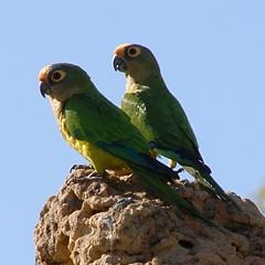 Peach-fronted parakeets (Aratinga aurea) on a termite mound in Brazil